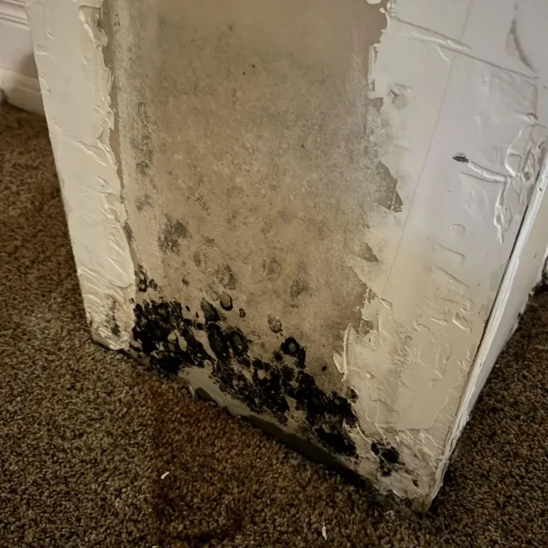 Professional Mold Removal in Marks, MS